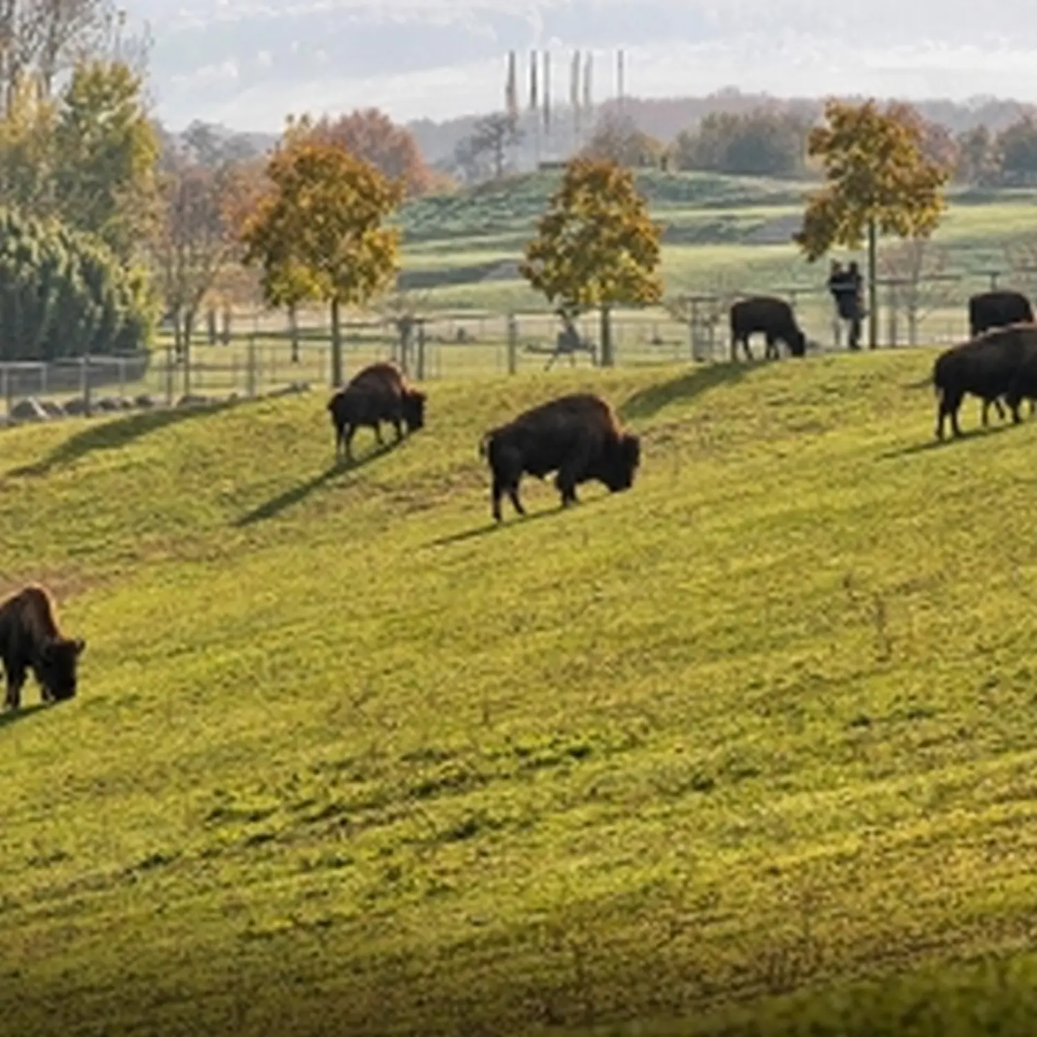 Freiburg im Breisgau, Tiere an Land