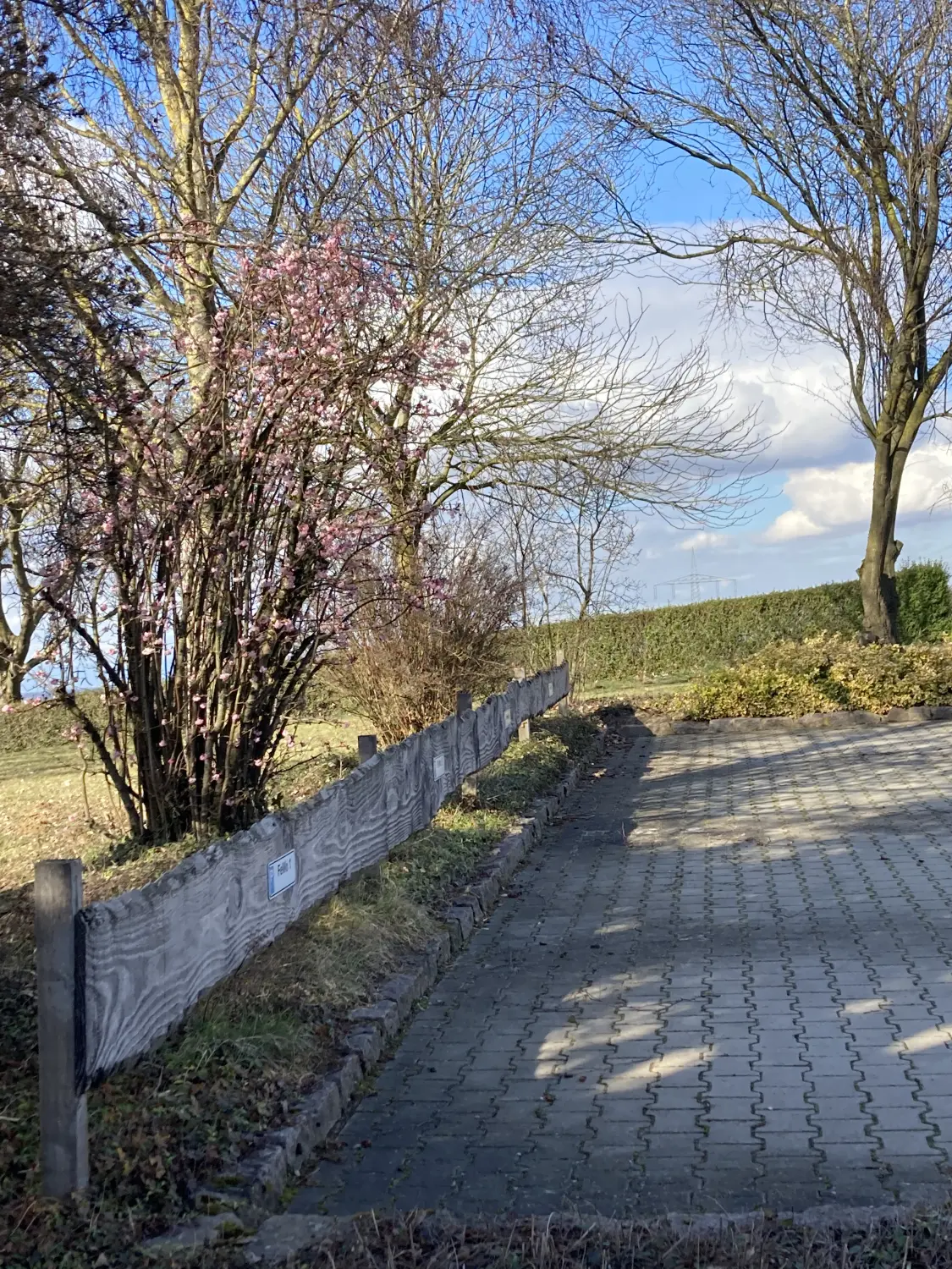 Bäume am Fußweg