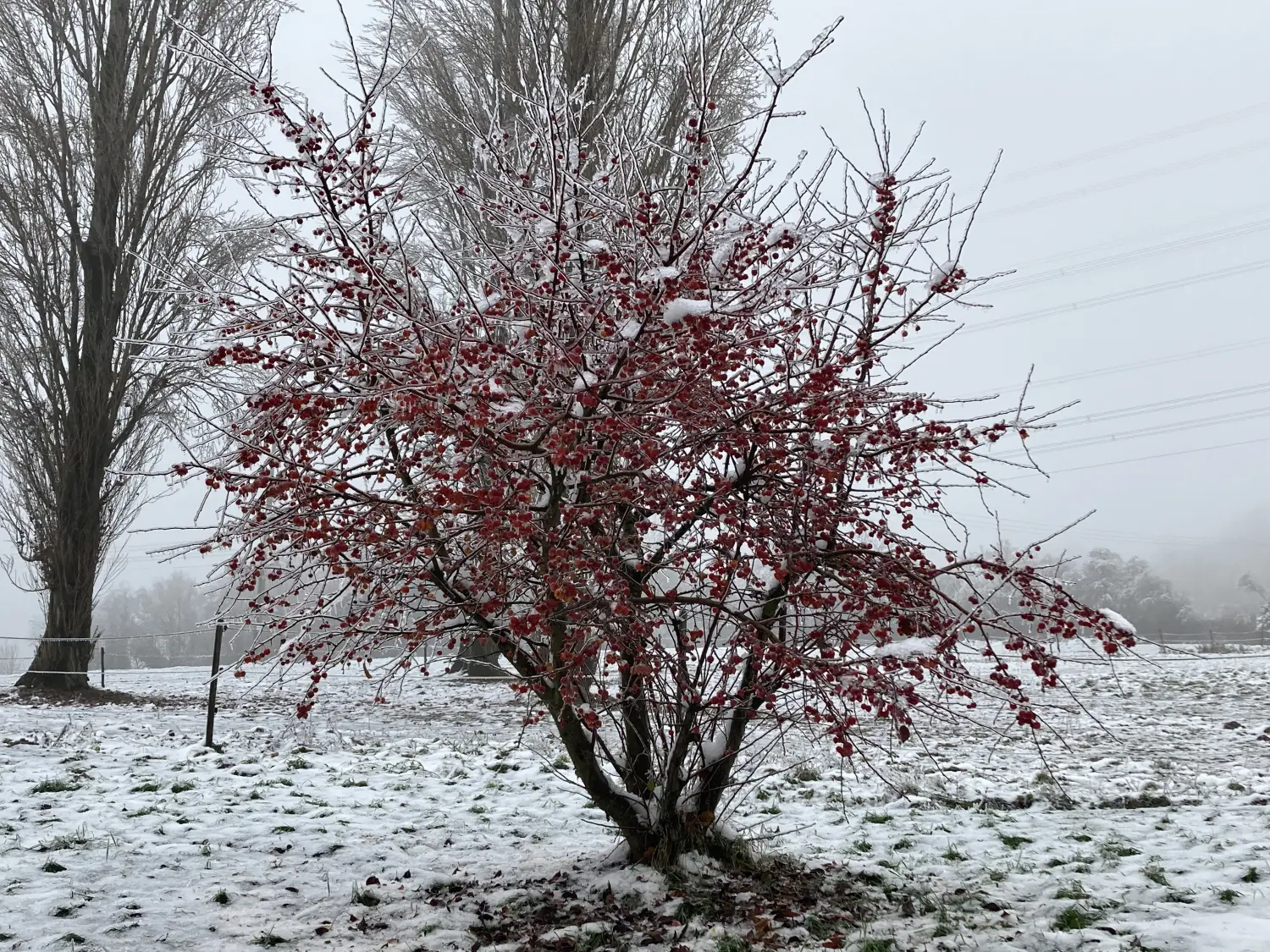 Bäume im Schnee