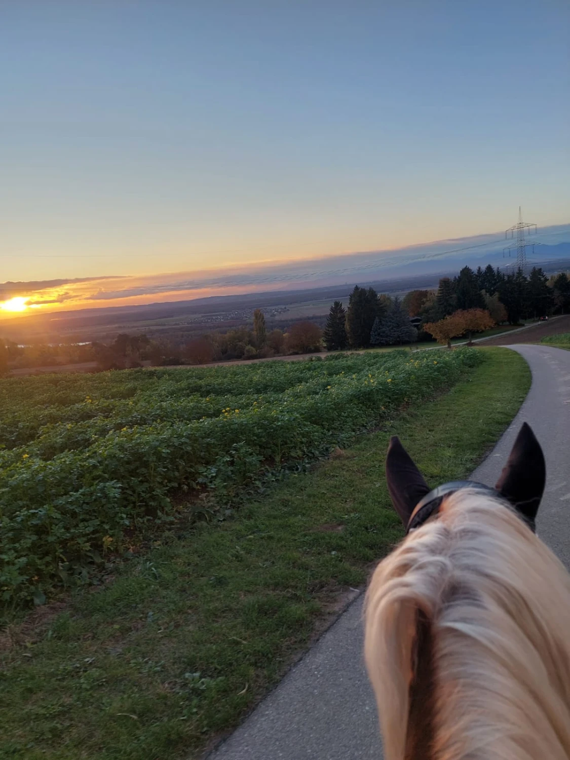 Pferd läuft auf einer Straße