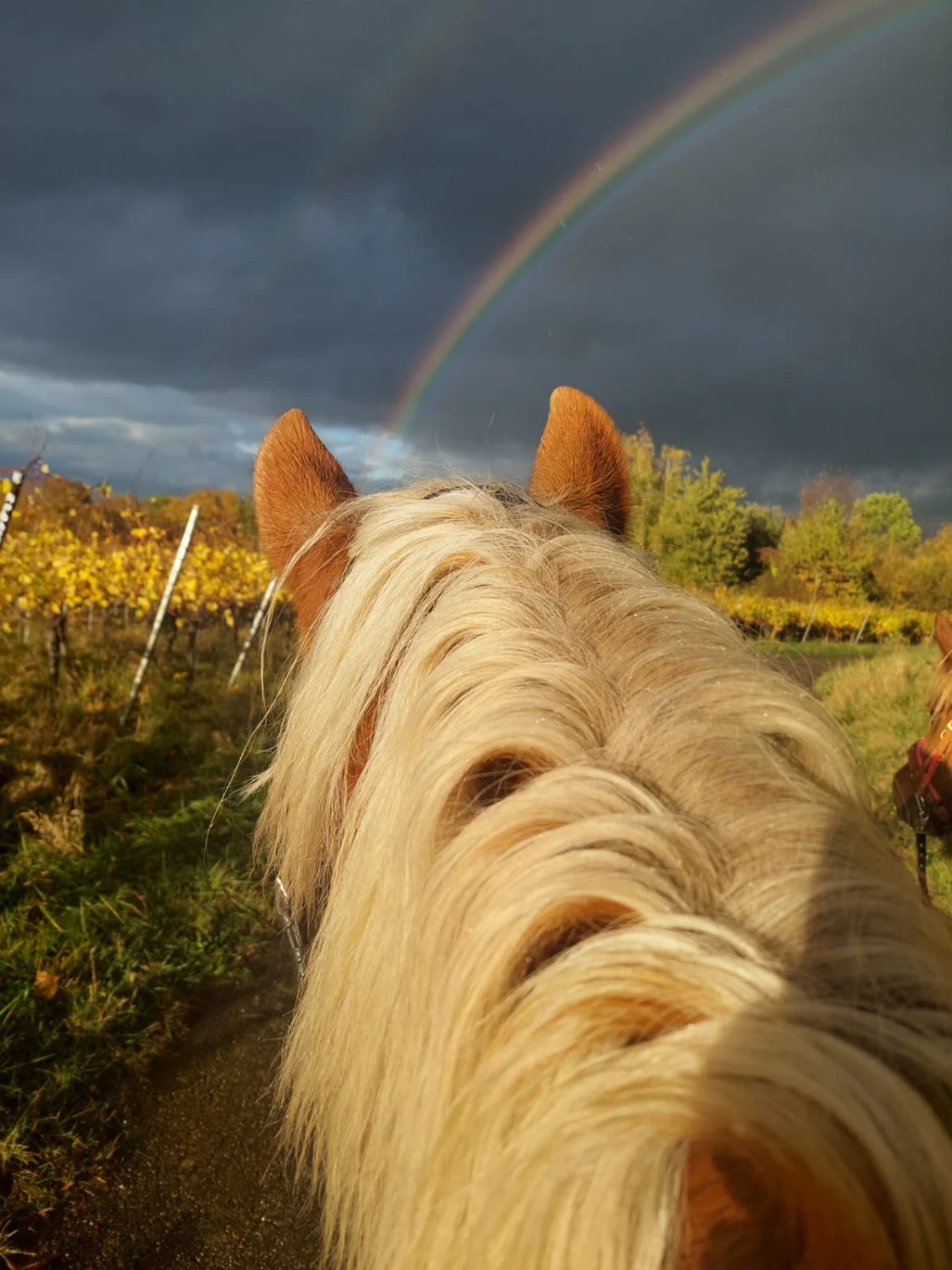 Pferd und Regenbogen bei klarem Wetter