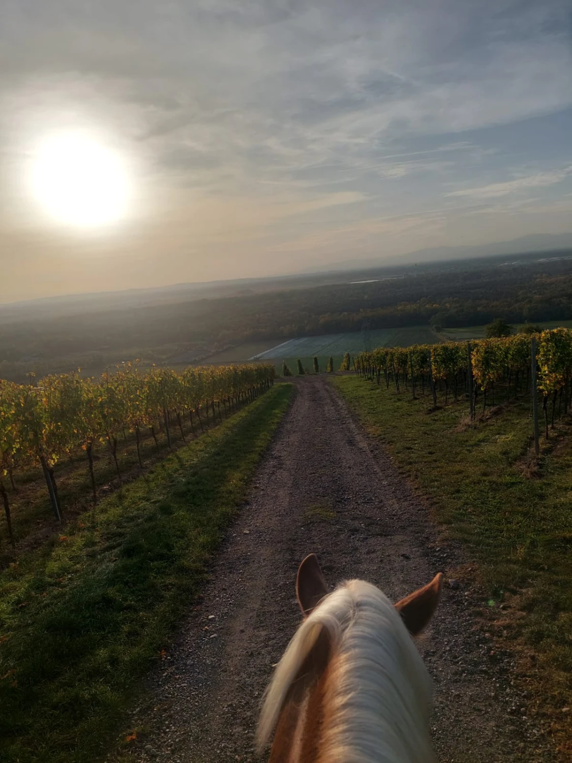 Pferd läuft auf der Straße