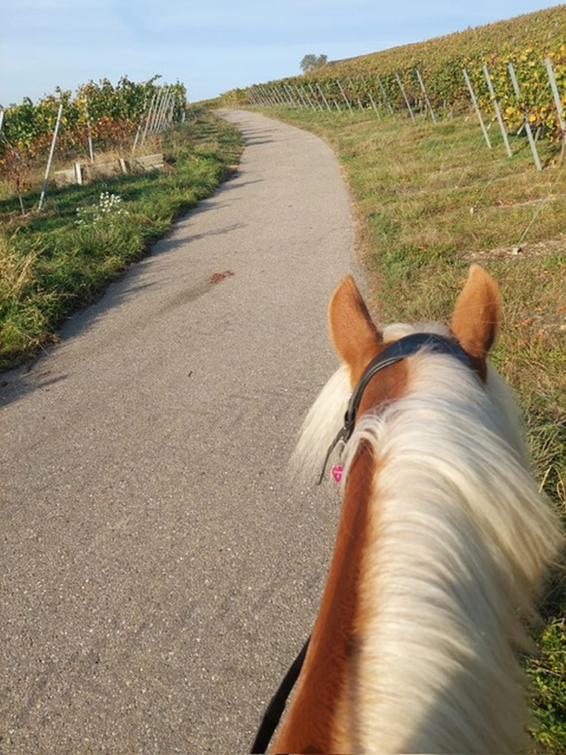 Pferd läuft auf der Straße