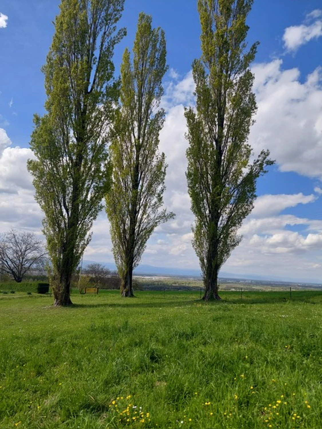 Ferienwohnungen Pappelhof, Bäume