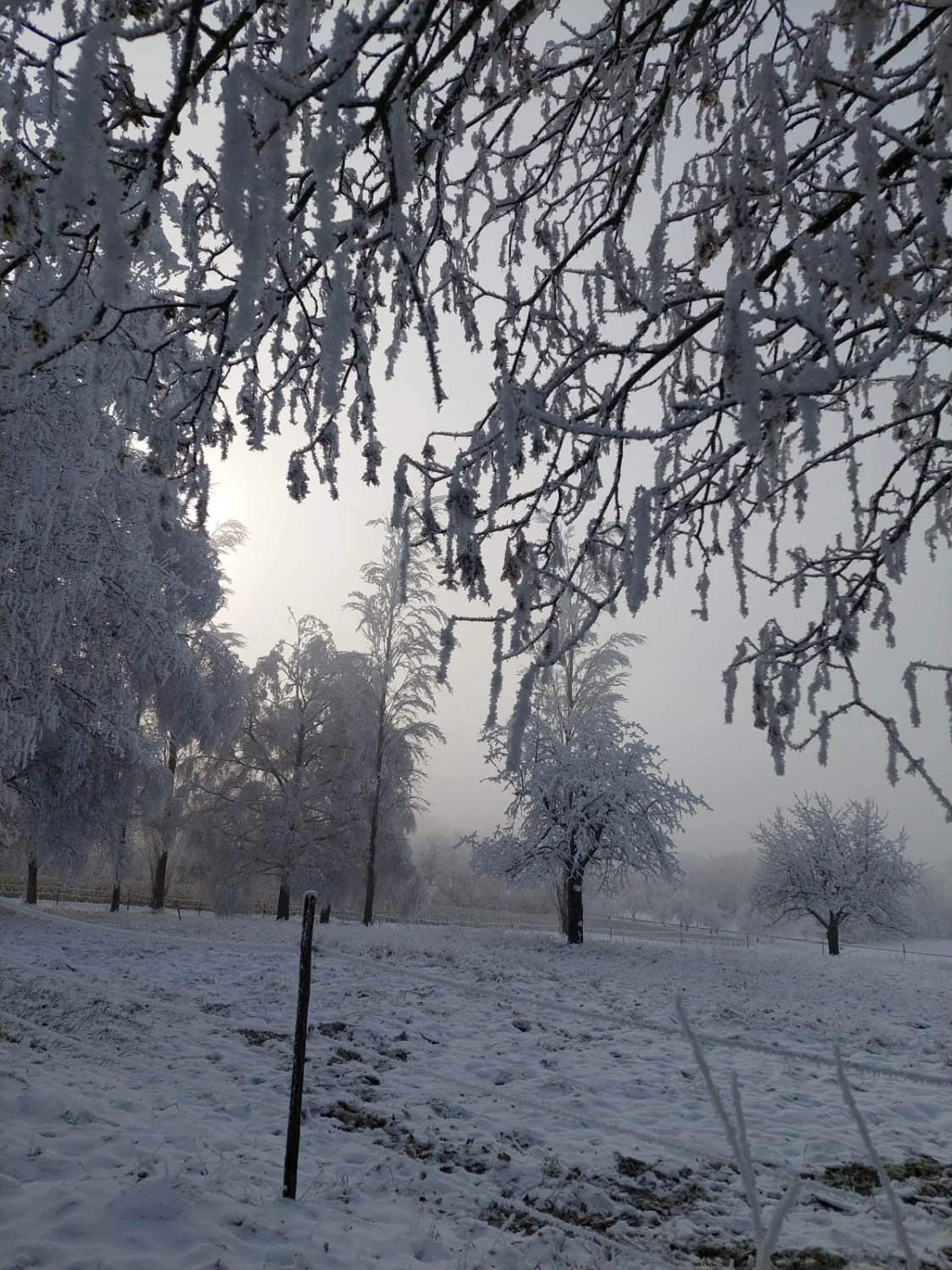 Ferienwohnungen Pappelhof, im Winter schneebedeckte Bäume